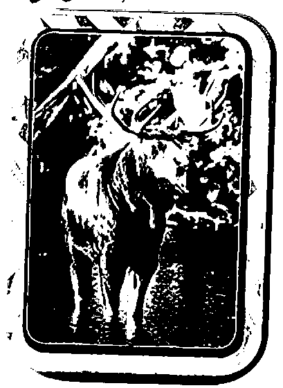 low-quality black and white image of Moose on a refrigerator magnet