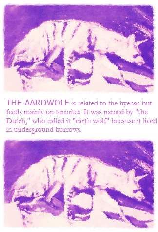 Aardwolf