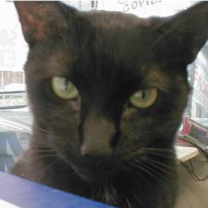 black cat in a bodega