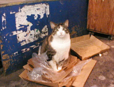 black and gray cat on Bleecker Street