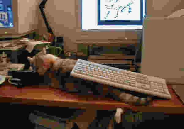 calico cat lying under keyboard on desk