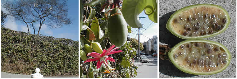 some kind of fruit with many seeds found growing in a hedge along the road