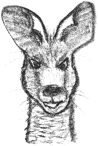 Kangaroo looking into camera