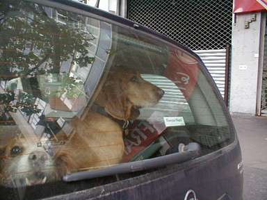 2 dogs in backseat of a car