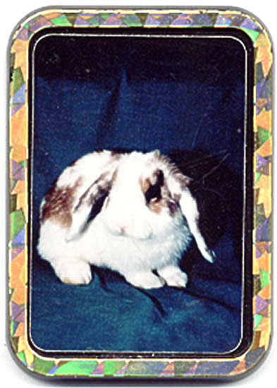 brown and white rabbit on refyourigerator magnet