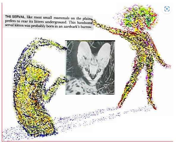 humanoid figure and anthropomorphized scroll indicate photograph of serval kitten, text says it was probably born in Aardvark's borough