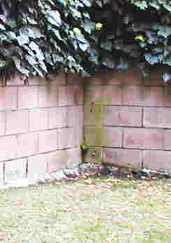 internal corner of cinderblock wall with grass on ground and ivy coming over top