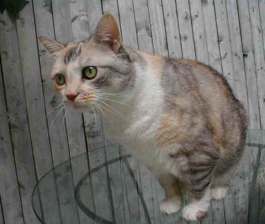 cat on glass table