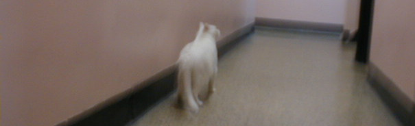 white cat In hallway