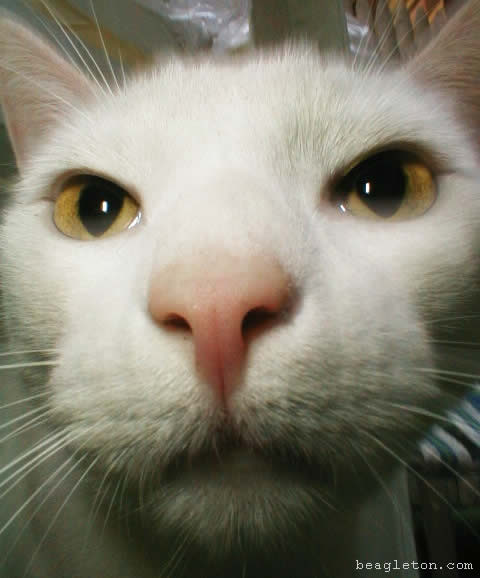 close-up of white cat face