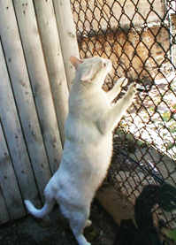 large white cat standing against defendants